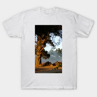 Pine and Piles  - Adelaide Hills Wine Region - Fleurieu Peninsula - by South Australian artist Avril Thomas T-Shirt